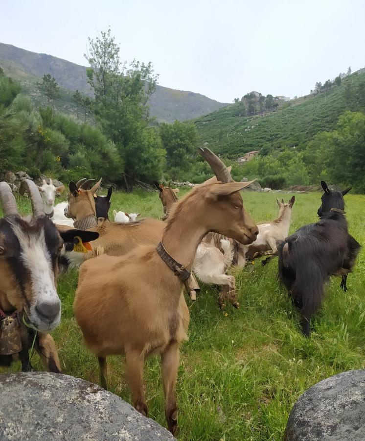 Abrigo Do Cabecinho - Serra Da Estrela Cortes do Meio Luaran gambar